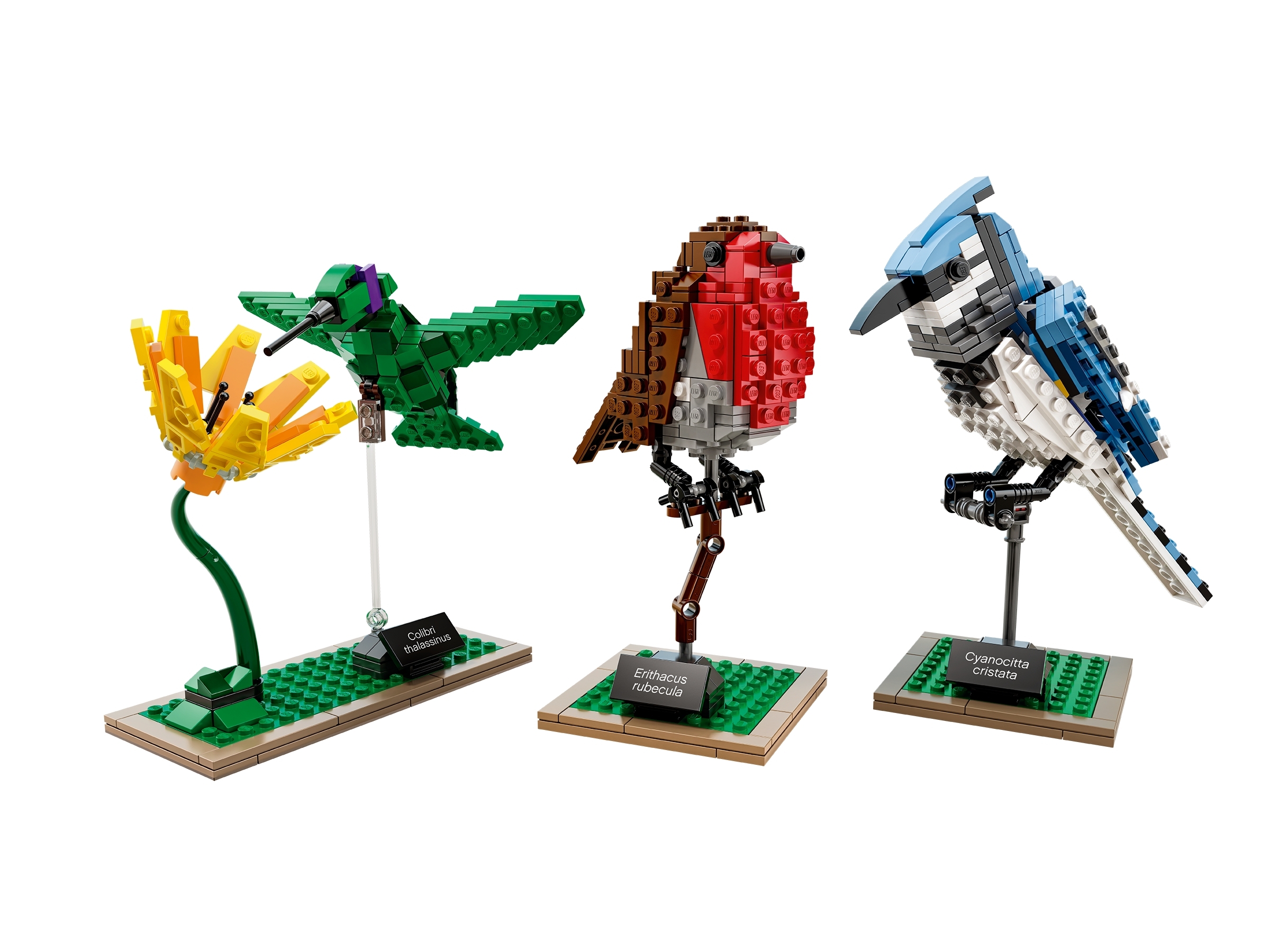 Birds 21301 | Ideas | Buy online at the Official LEGO® Shop US