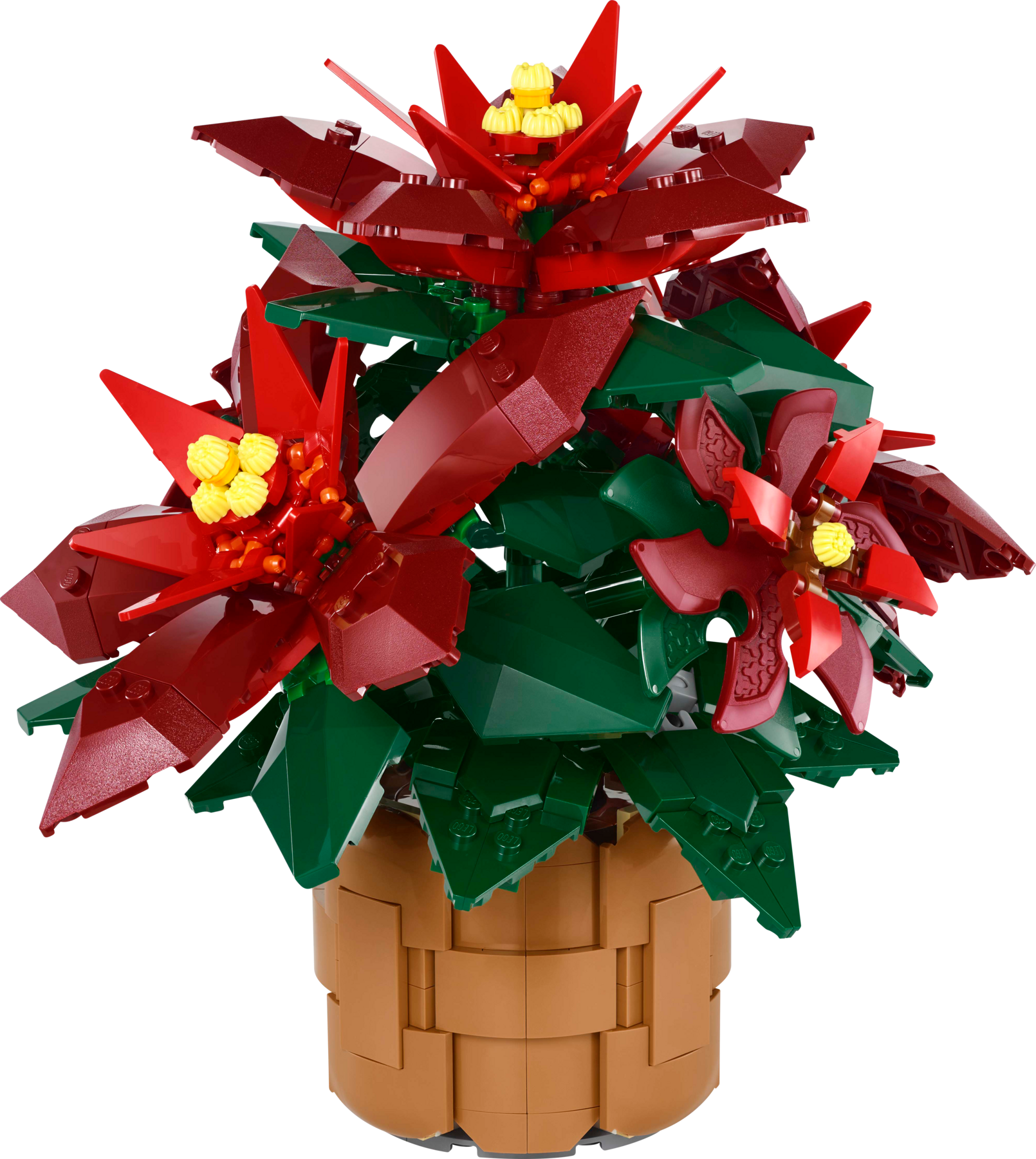 Poinsettia