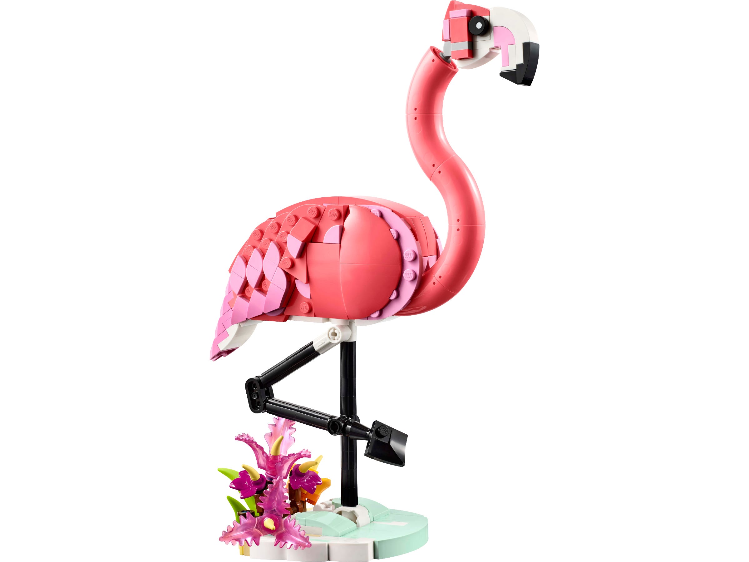 Wilde Tiere: Rosa Flamingo