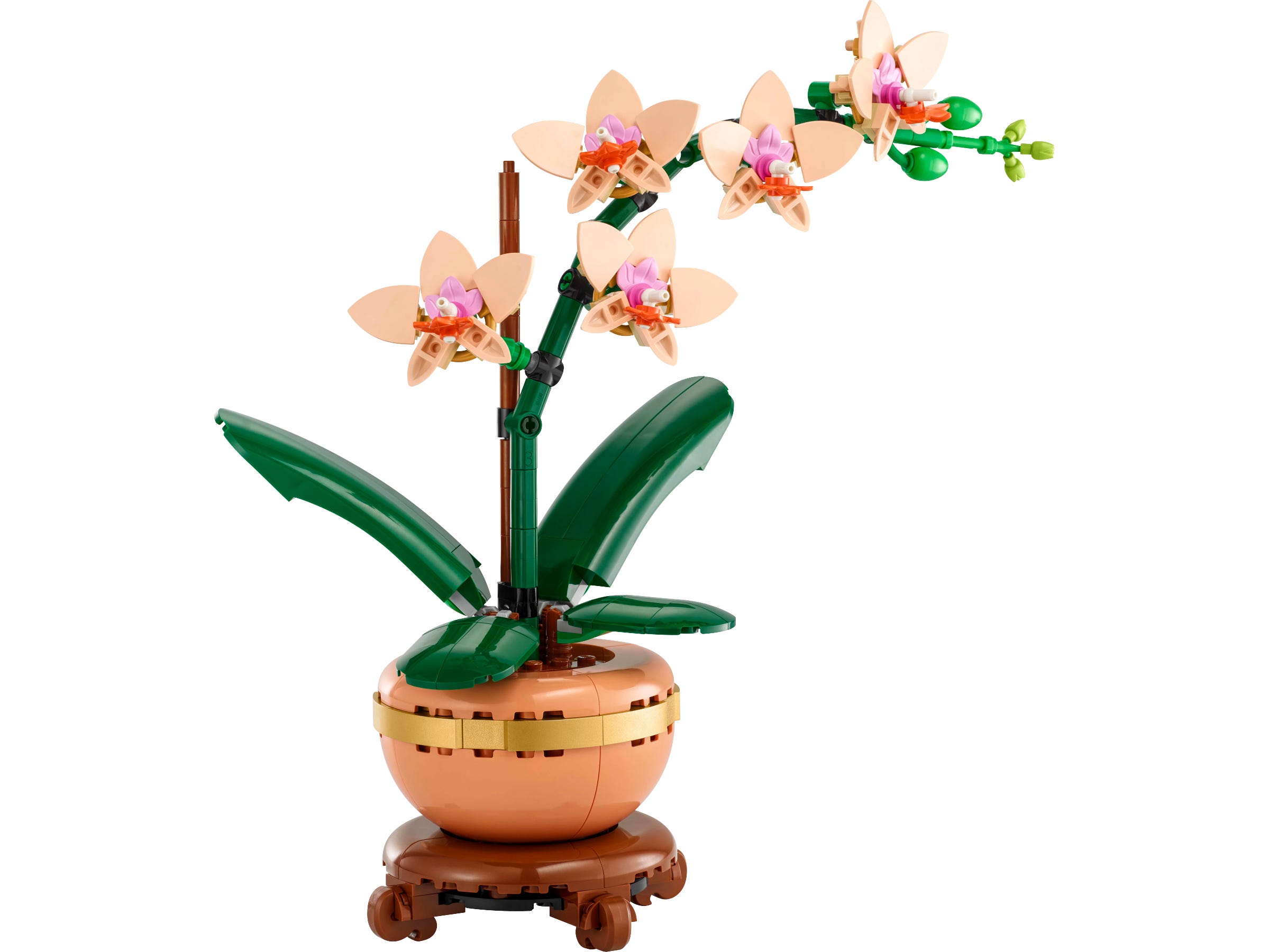 Mini-Orchidee