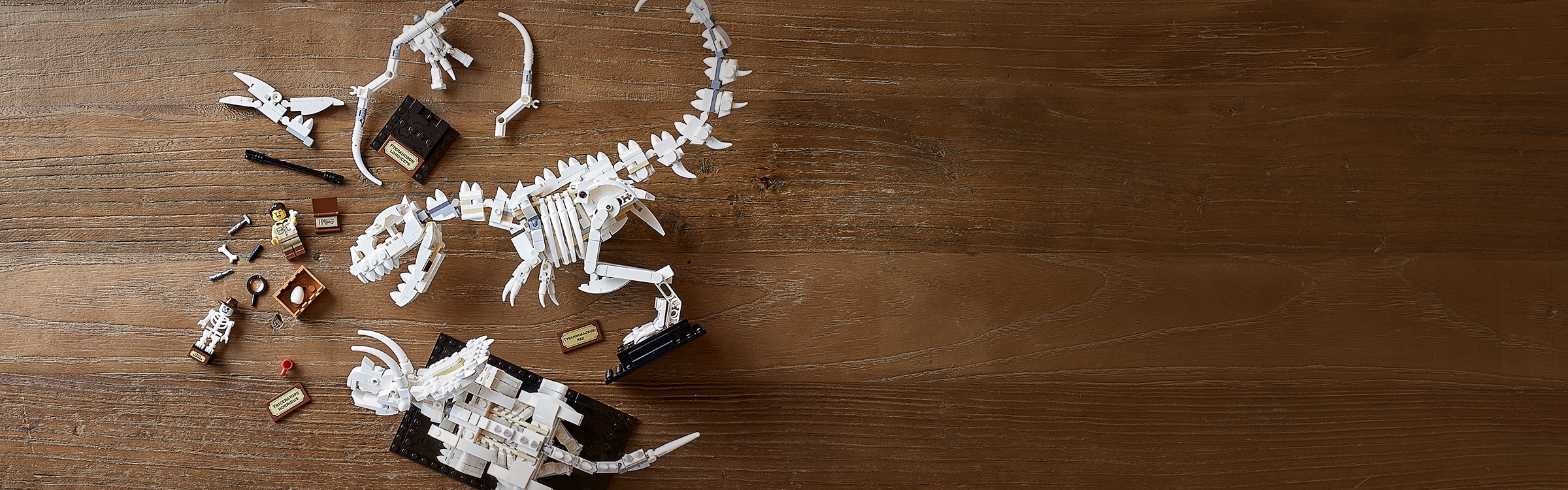 Lego ideas hot sale dinosaur skeletons