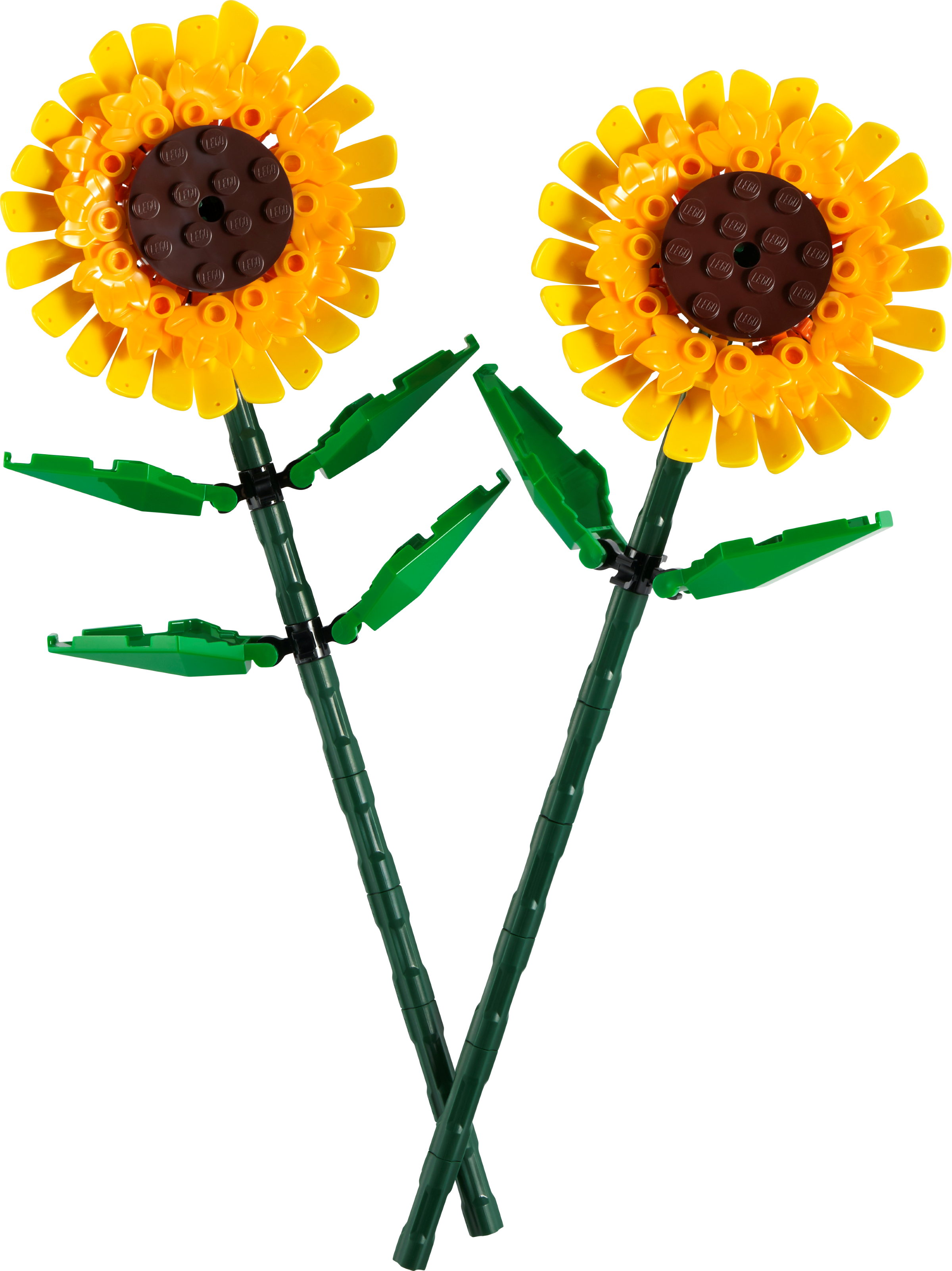 Sunflowers 40524, The Botanical Collection